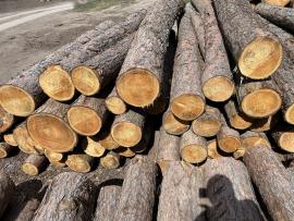 Predám červený smrek
