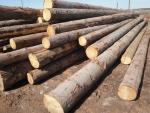 Rødgran Rundtømmer til savning | Blødt træ | Rundtømmer | TRANS-WOOD