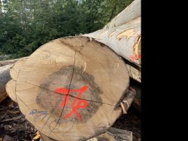Bøg Rundtømmer til finéring |  Hårdt træ | Rundtømmer | SF WOOD, s. r. o.