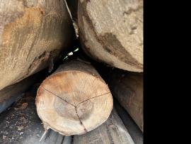 Bøg Rundtømmer til finéring |  Hårdt træ | Rundtømmer | SF WOOD, s. r. o.