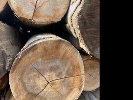 Bøg Rundtømmer til finéring |  Hårdt træ | Rundtømmer | SF WOOD, s. r. o.
