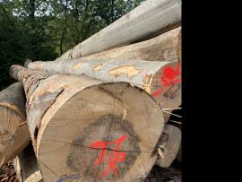 Bøg Rundtømmer til finéring |  Hårdt træ | Rundtømmer | SF WOOD, s. r. o.